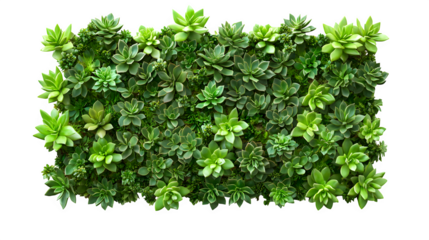 Photorealistic flat lay: Realistic succulent plants (various types) arranged tightly to form a square shape, top-down texture view, isolated on Transparent Background