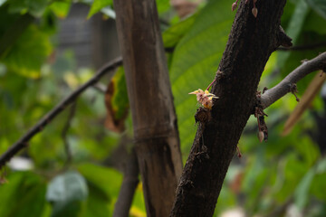 Close-up cacao flowers, The native plant of Central and South America that cacao or cocoa beans used to make a cocoa mass, cocoa powder, and chocolate