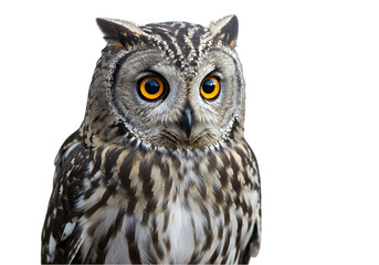 Obraz premium Majestic Owl Portrait Wildlife Photography Bird Image Night Hunter Avian Beauty Animal Photo on Transparent background