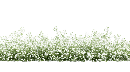 Photorealistic render of a delicate floral border made entirely of Baby's Breath (Gypsophila), creating a light, airy edge along the bottom, ultra HD detail, isolated on Transparent Background