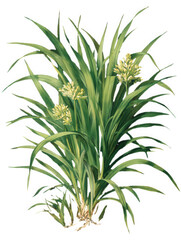 Obraz premium Lemongrass Isolated on Transparent Background, Detailed Illustration