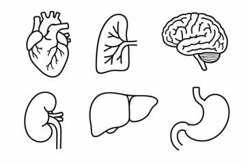 Minimal human organ illustrations in black outline Vector