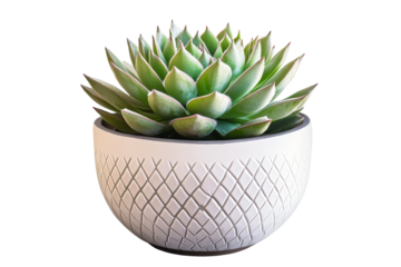 Echeveria succulent in patterned pot, plant isolated, cut out transparent