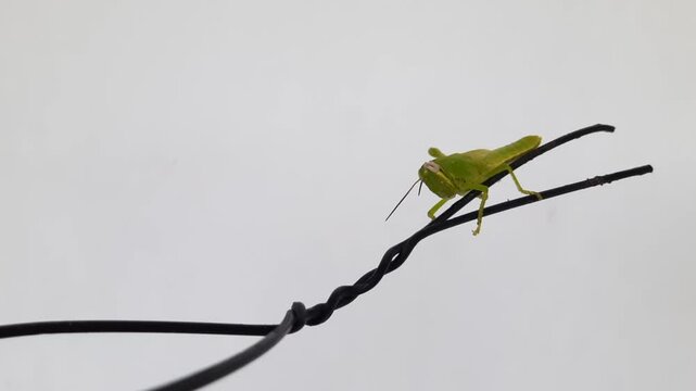 Green Grasshopper Perched on Black Wire Against White Background