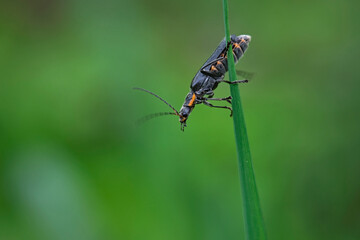 Dunkler Fliegenkäfer oder Eichenweichkäfer ( Cantharis obscura ).