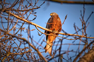 Rotmilan ( Milvus milvus ).