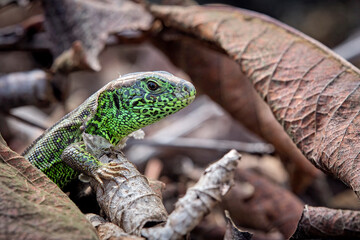 Männliche Zauneidechse ( Lacerta agilis ).