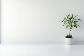 Minimalist indoor potted plant in white room with natural light and clean wooden floor