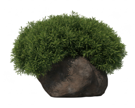 A close up shot of a green plant growing on a rock against a black isolated studio background view