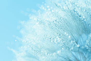 Blue Botanical Macro image of dandelion seed head covered in water droplets with soft blue tones and bokeh effect, ideal for purity, sustainability, and eco-friendly natural concepts