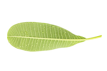 Frangipani leaf isolated on white background