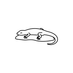 Lizard Sunbathing on Flat Rock with Curled Tail