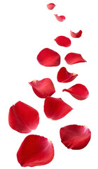 rose floating on white background