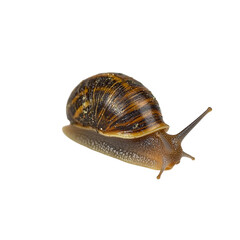 close up view of snail showcasing its spiral shell and elongated body, highlighting its unique texture and colors. This captures essence of nature small creatures, evoking curiosity and wonder