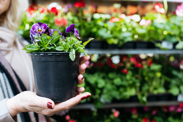 Close-up of a woman’s hands holding a flower pot with blooming purple pansies in a garden center. The image focuses on product detail, appealing to themes of gardening, retail, and seasonal shopping. 