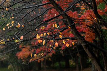 雨の中紅い紅葉を背景に黄色い葉がパラパラと散りばめ枝には水滴が光る