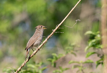 Thrush Nightingale, Luscinia luscinia. A male bird sings while perched on a reed near the river