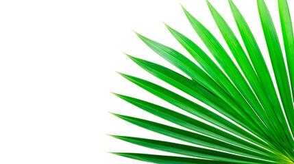 Closeup of palm leaf on white background.
