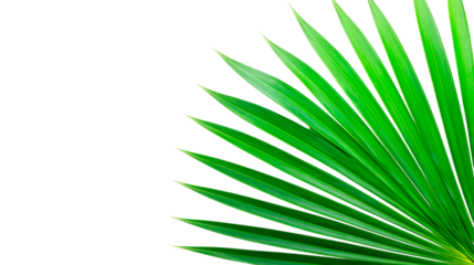 Closeup of palm leaf on white background.
