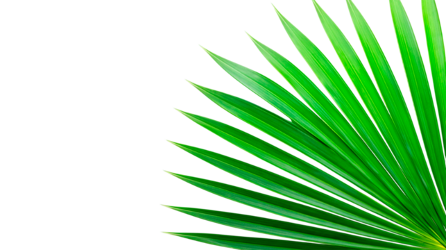Closeup of palm leaf on white background.
