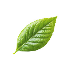 Obraz premium green leaf with smooth texture and prominent veins, showcasing beauty of nature and intricacies of plant life. This leaf symbolizes growth and vitality