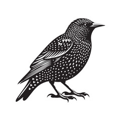 Dynamic European Starling Bird Vector Silhouette – Flock Formation, Iridescent Feathers, and Bold Presence Captured in Striking Minimalist Bird Art.