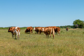 Herd of cows grazing on a green summer pasture