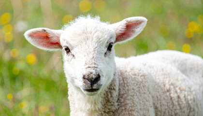 Fototapeta premium Cute little lamb portrait, floral field with soft blurred background. Adorable animal.