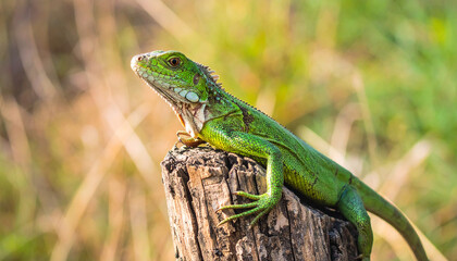 Fototapeta premium Green lizard. Animal and zoo concept. Exotic creature.