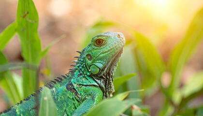 Fototapeta premium Green lizard. Animal and zoo concept. Exotic creature.