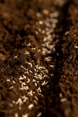 planting lettuce seeds in fertile soil, closeup , land mixed with peat and lettuce seeds are...