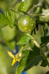 a wet green tomato bush during flowering and the appearance of the first unripe green tomatoes