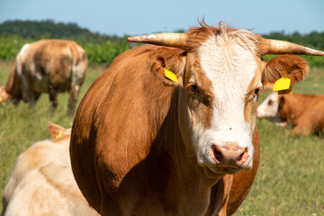 Close-up of a brown and white cow with ear tag on pasture