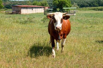 cow on the meadow