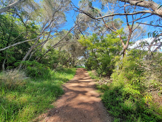 Walking track near Merimbula Lake, on the New South Wales South Coast Australia. A dirt track through coastal forest and mangroves