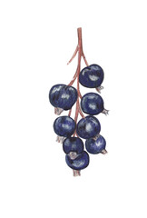 Black currant branch Hand-drawn colorful food illustration. Png file clipart with transparent background great for cooking book, recipe card, restaurant menu, farming and etc.