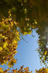 maple foliage during warm Indian summer in warm autumn closeup