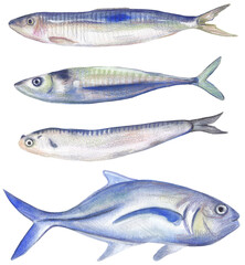 Set of fishes Anchovy, sardine, Hand-drawn colorful food illustration. Isolated on white background great for cooking book, recipe card, restaurant menu, farming and etc. Seafood, fishing