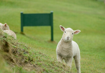 Fototapeta premium Baby lamb grazing on the green hills. Back of the park sign on the grass. Golden Bay, South Island.