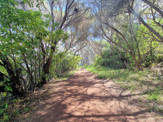 Walking track near Merimbula Lake, on the New South Wales South Coast Australia. A dirt track through coastal forest and mangroves