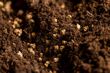 land with peat in which red beet seeds are planted