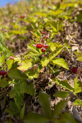 strawberry berries growing on a hill, a clearing with a large number of strawberries with ripe small berries, close up