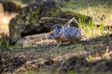 squirrel in the park