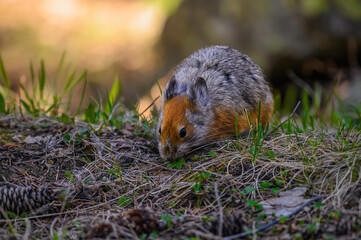 squirrel in the forest
