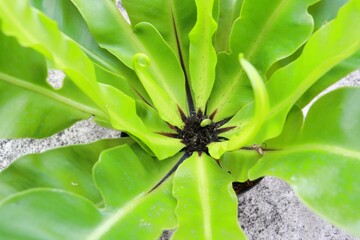 Bird's-nest fern or Asplenium nidus close up top view