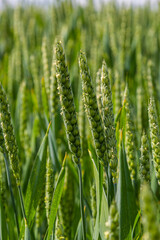 Macro close up of fresh young ears of young green wheat in spring summer field. Free space for text. Agriculture scene