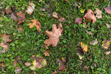 foliage of trees on the green grass autumn, foliage on the ground during leaf fall in the park