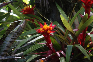 Hawaiian torches- red and yellow flower