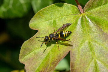 Potter wasp (Ancistrocerus species) sitting on a leaf in spring. Useful, protected insects.