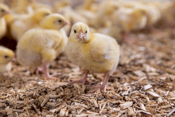 small newly hatched chickens in a poultry farm without cages on a litter of sawdust
